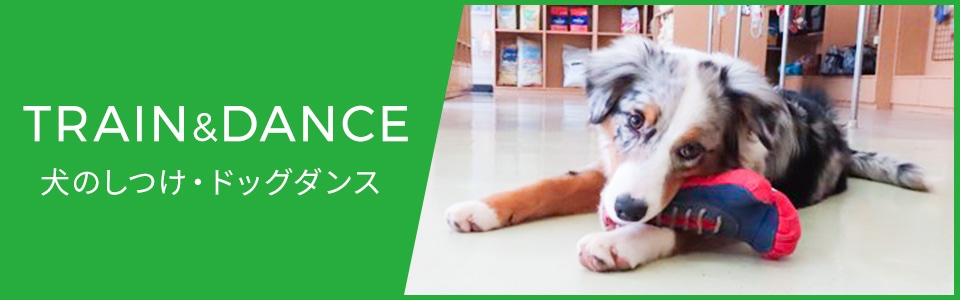 犬のしつけ・ドッグダンス