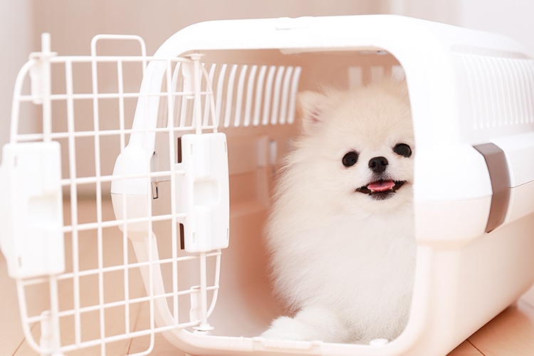 初めてのワンちゃんでも安心してご利用いただけるペットホテルです