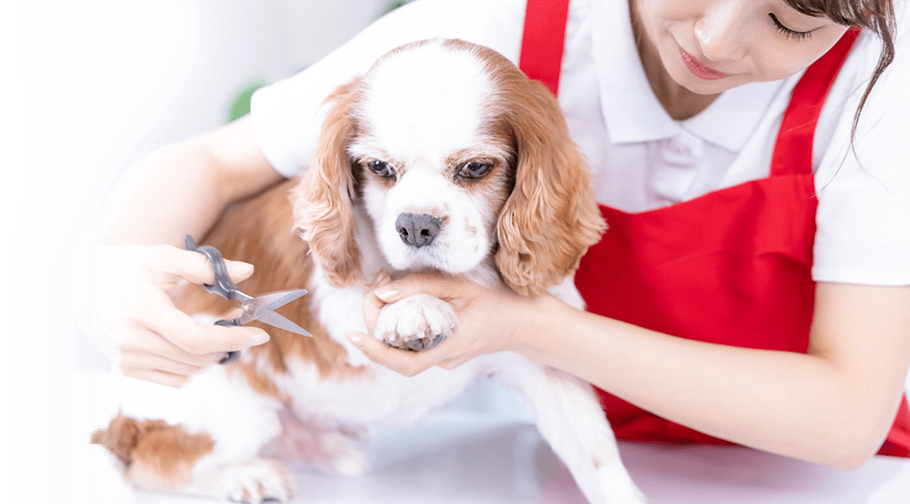 確かな技術と経験でワンちゃんに負担の少ない安心なトリミング